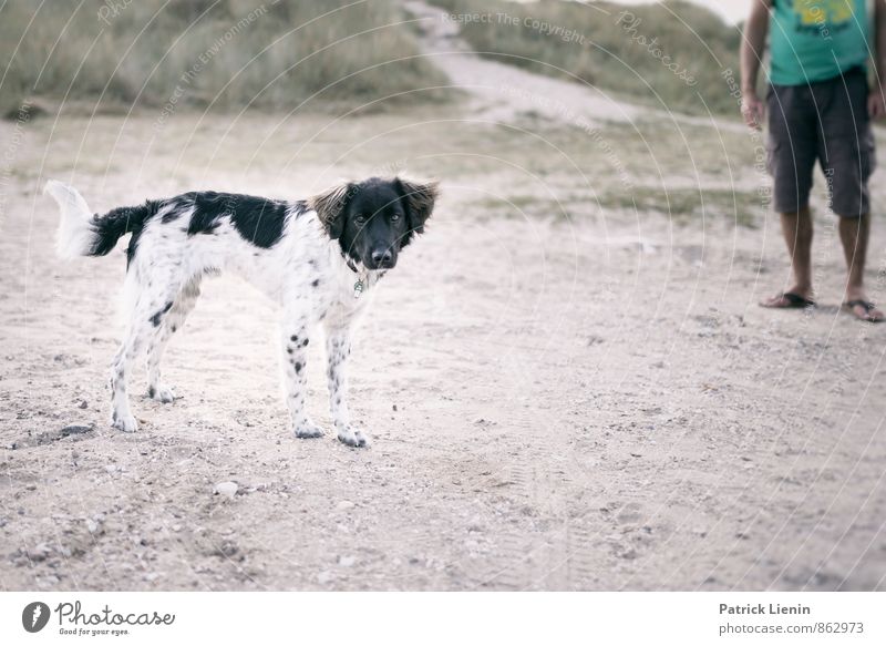 Strandhund harmonisch Wohlgefühl Zufriedenheit Sinnesorgane Erholung Meditation Ausflug Abenteuer Ferne Freiheit Sightseeing Expedition Umwelt Natur Landschaft