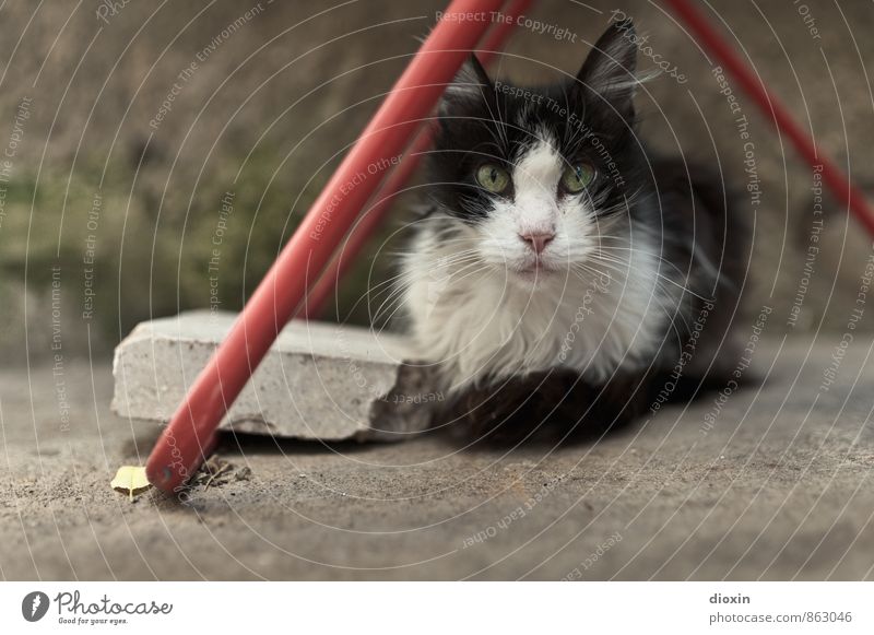 Fussel Tier Haustier Katze Tiergesicht Fell 1 Wäscheständer liegen Blick kuschlig niedlich Herumtreiben Farbfoto Außenaufnahme Menschenleer Textfreiraum links