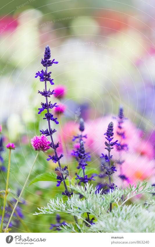 Gartenschau Natur Pflanze Sommer Blume Sträucher Blüte Wildpflanze Park grün violett rosa Farbfoto Außenaufnahme Menschenleer Textfreiraum oben