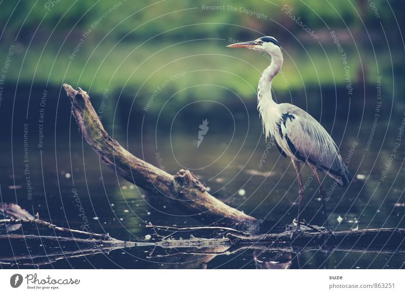 Der feine Herr Strese elegant Jagd Umwelt Natur Landschaft Tier Wasser Seeufer Teich Wildtier Vogel 1 stehen warten ästhetisch fantastisch wild grau grün