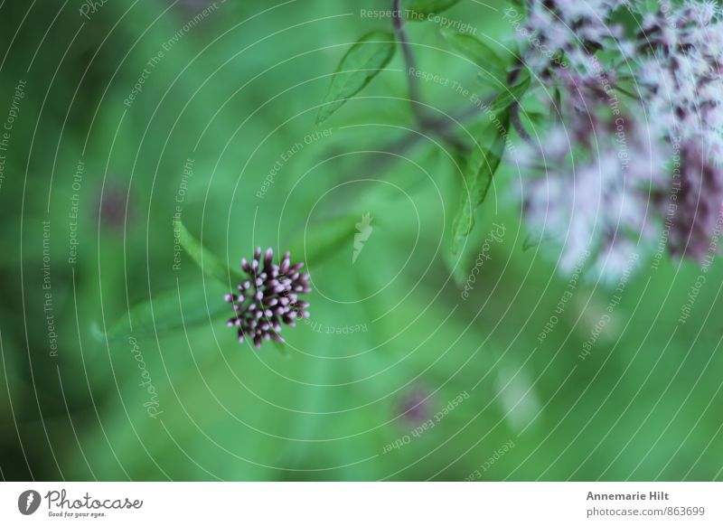 Blümchen Umwelt Pflanze Frühling Sommer Herbst Blume Gras Wiese Feld grün violett weiß Farbfoto Außenaufnahme Nahaufnahme Makroaufnahme Menschenleer