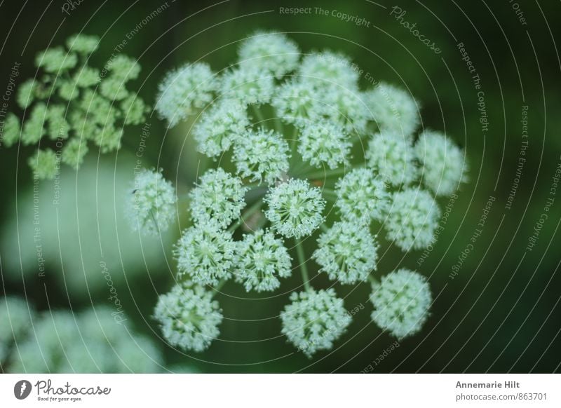 Waldwegblume Natur Pflanze Frühling Sommer Herbst Wildpflanze grün weiß Blumenwiese Waldblume Wachstum Farbfoto Außenaufnahme Nahaufnahme Makroaufnahme