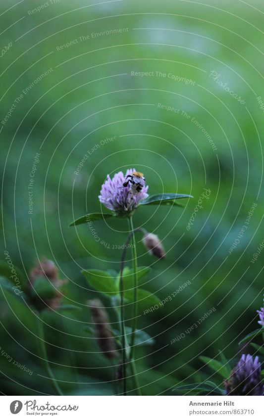 Mittagessen Natur Blume Nutztier Wildtier Biene 1 Tier grün violett Klee Wald Blumenwiese Nektar Farbfoto Außenaufnahme Nahaufnahme Makroaufnahme Abend