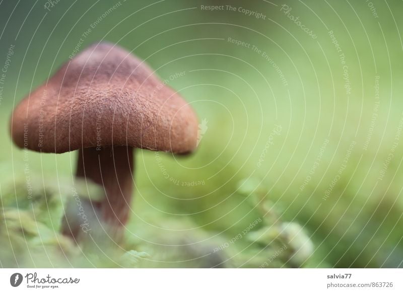 Brownie Natur Pflanze Erde Herbst Moos Wildpflanze Pilz Wald stehen Wachstum dick authentisch einfach klein lecker natürlich unten weich braun grün Trauer Tod