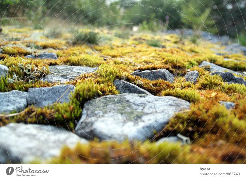 Yin und Yang harmonisch Erholung Meditation Ferien & Urlaub & Reisen Ausflug Sommer wandern Natur Landschaft Pflanze Erde Schönes Wetter Moos Unkraut Wald