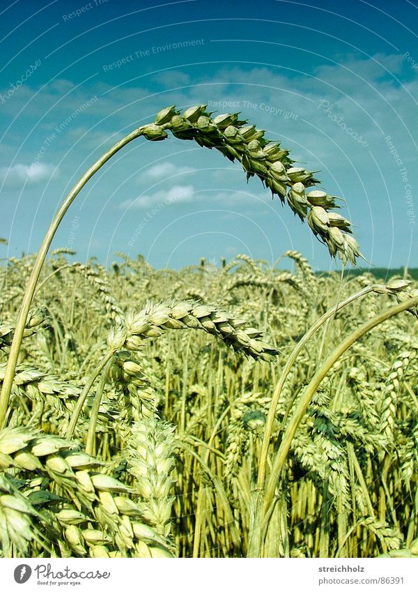 Getreideacker Weizen Ähren Feld Optimismus weiß Paradies Bauersfrau Hoffnung Himmel Freiheit Weizenbier Ernährung Perspektive Landwirtschaft Samen Pflanzer