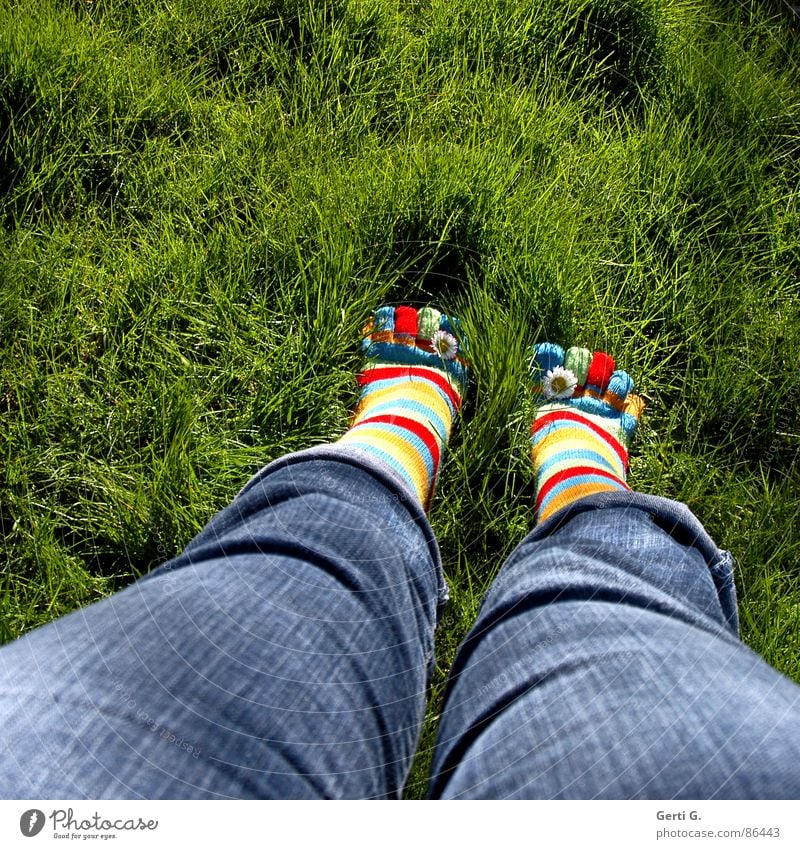 Frühlingsfüße Part ll Strümpfe Ringelsocken gestreift mehrfarbig Gänseblümchen gelb Gras Wiese Zehen Jeanshose stehen Frühlingsgefühle Sommer Freude zehensocken