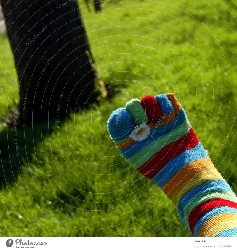 Frühlingsfüße - Part lll Strümpfe Ringelsocken gestreift mehrfarbig Gänseblümchen gelb Gras Wiese Zehen Frühlingsgefühle Baumstamm Sonnenlicht saftig