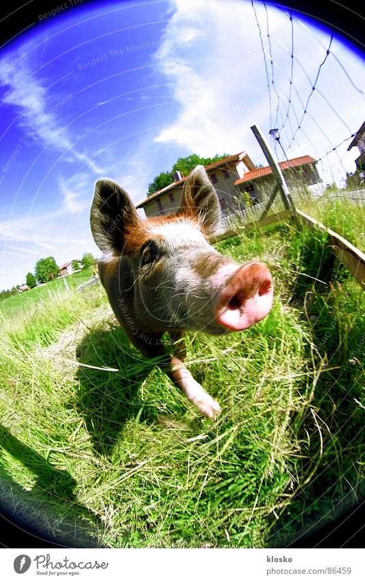 Fisheye-Pig Spardose Schwein Bauernhof Dorf Ferkel Landwirtschaft Fischauge Rüssel rosa Neugier Zaun Tier Kuhdorf Heimat Sau drollig niedlich lustig Dorfwiese