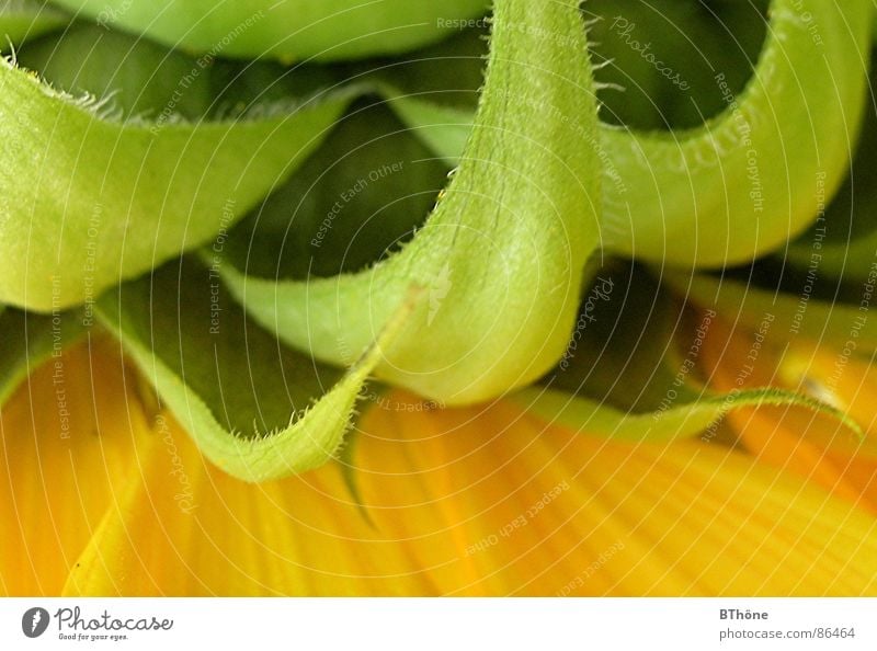 Umgestülpt Rückseite grün gelb Sonnenblume Härchen Wende Sommer ästhetisch Blume Hinterteil Unterseite umgestülpt Naturdetail grüne Blätter reif Spitze