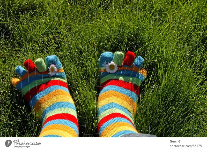 den Frühling einwinken Strümpfe Ringelsocken gestreift mehrfarbig Gänseblümchen gelb Gras Wiese Zehen Frühlingsgefühle Sonnenlicht saftig Sommer Freude