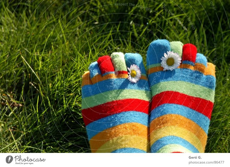 %.{& Strümpfe Ringelsocken gestreift mehrfarbig Frühling Gänseblümchen gelb Gras Wiese Zehen Frühlingsgefühle Sonnenlicht saftig Freude Sommer zehensocken