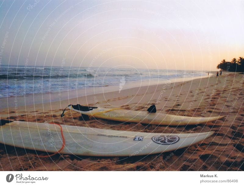 Strandkultur Sturm Surfen Meer Gischt Haifisch Wellen Brandung Sonnenuntergang Surfbrett Erholung Wasserschwall Glück Freiheit aquatisch Abend Küste Palmen Sand