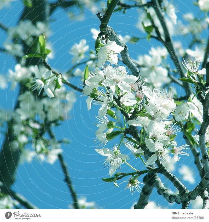 Noch mehr Frühling ... Kirschblüten Physik Blüte Frühlingsgefühle Gute Laune Quadrat Karlsruhe Ambiente Fröhlichkeit Flair lichtvoll weiß Blühend grün perfekt