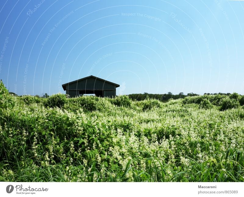 Verwildert Umwelt Natur Landschaft Pflanze Wolkenloser Himmel Sommer Schönes Wetter Blume Sträucher Grünpflanze Wiese Feld Dorf Menschenleer Haus Hütte alt