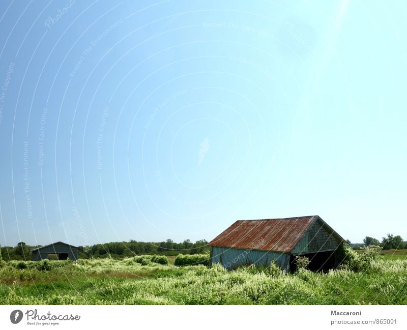 Versinken Umwelt Natur Landschaft Wolkenloser Himmel Wetter Schönes Wetter Pflanze Sträucher Dorf Menschenleer Haus Hütte Fassade alt Blühend Wachstum