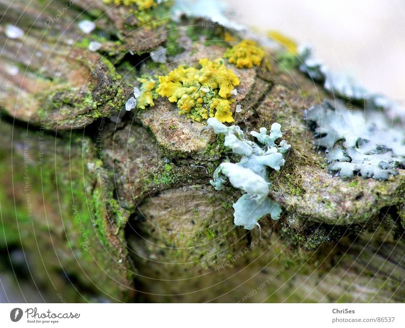 Flechten und Moos Pflanze Holz klein feucht nass Makroaufnahme Baumstamm Kriechpflanze krabbeln gelb grau Vulkankrater Blüte Nahaufnahme Garten Park binden