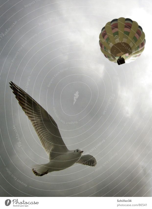 FLIEGERSTAFFEL Möwe Möwenvögel Vogel Meer See Atlantik Pazifik weiß grau braun gelb rot grün Tier Lebewesen Federvieh Ballone rund Wolken Luft Licht strahlend