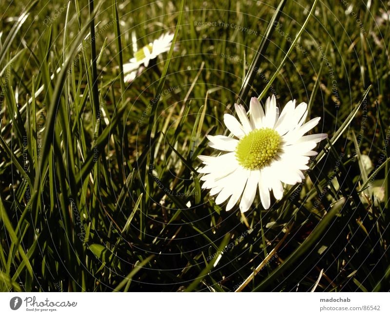 I LOVE BLÜMCHEN glänzend Tau Gras Wiese grün nass feucht Romantik Natur Spielen Märchen Märchenlandschaft Tagtraum träumen Verhext schön Idylle Grasland Beet