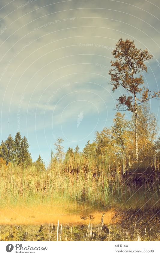 Spieglein, Spieglein auf dem Land. wandern Umwelt Natur Landschaft Pflanze Tier Himmel Wolken Horizont Herbst Schönes Wetter Baum Gras Sträucher Blatt