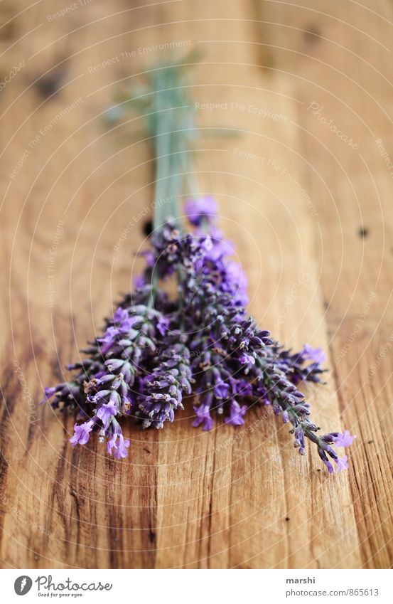 Lavendelduft Natur Pflanze Blume Garten violett Duft Geruch Holztisch rustikal altehrwürdig Blüte sommerlich Sommer Gartenarbeit Farbfoto Innenaufnahme