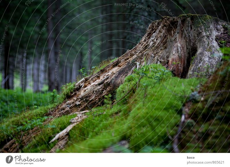 An einem verwunschenen Ort (I) Umwelt Natur Landschaft Pflanze Erde Frühling Sommer Herbst Schönes Wetter Baum Moos Baumstamm Baumstumpf Wald Urwald Holz alt