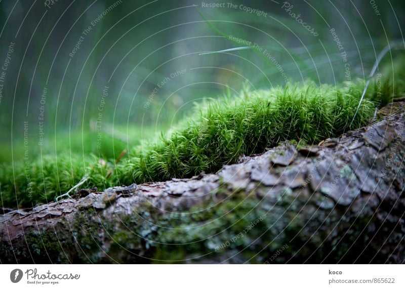 An einem verwunschenen Ort (III) Umwelt Landschaft Pflanze Frühling Sommer Herbst Baum Gras Moos Baumwurzel Wurzel Baumstamm Wald Holz berühren Wachstum einfach