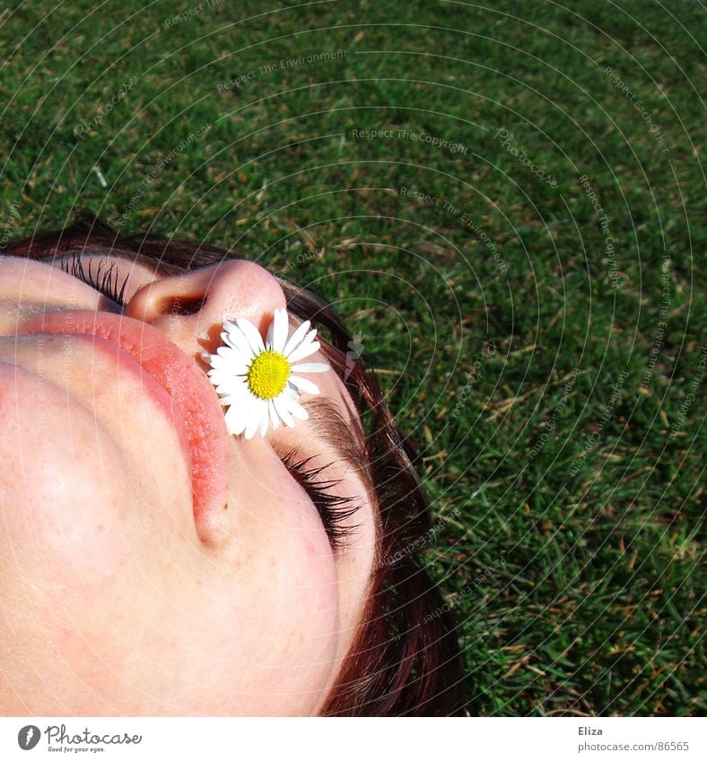 Mhh, Sommer! Frühling Sonnenlicht Gänseblümchen gelb Blume Lippen Kinn geschlossen Nasenloch Nasenspitze Wiese Park Gras niesen Kitzel liegen Sonnenbad Frau