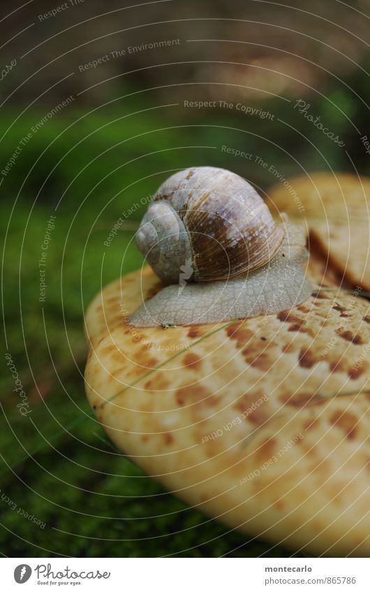 kost.bar | so oder so Umwelt Natur Pflanze Erde Sommer Baum Gras Sträucher Grünpflanze Wildpflanze Baumstumpf Pilz Wald Tier Schnecke 1 entdecken wandern dünn