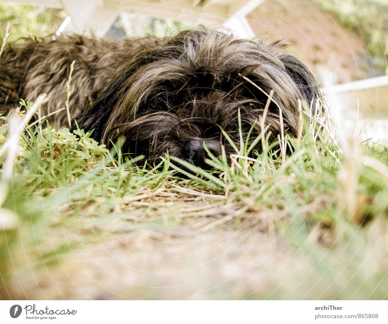 la dolce vita Garten Sommer Gras Tier Haustier Hund 1 schlafen braun grün schwarz Müdigkeit Trägheit Entschleunigung Farbfoto Gedeckte Farben Außenaufnahme