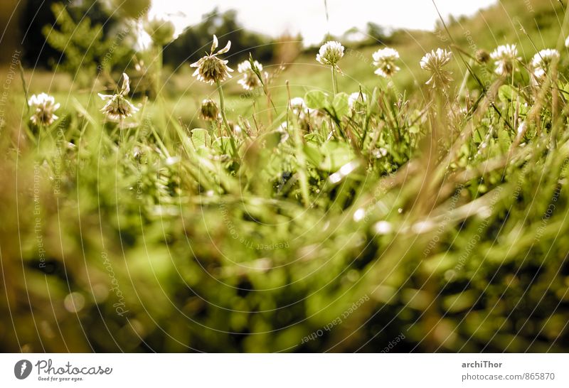 Dschungel Garten Natur Pflanze Sonne Sonnenlicht Sommer Schönes Wetter Blume Gras Blüte Grünpflanze Klee Wiese Erholung Freundlichkeit Fröhlichkeit Wärme braun