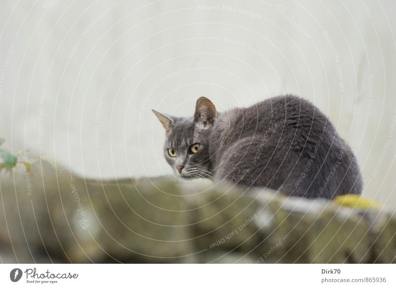 Auf der Mauer, auf der Lauer, ... Moos Garten Wand Mauerreste Steinmauer Tier Haustier Katze Hauskatze Landraubtier 1 Beton Jagd sitzen kalt gelb grau grün Mut