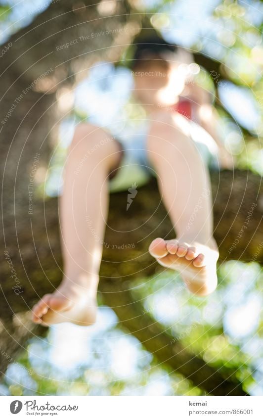 Oben droben Freizeit & Hobby Spielen Abenteuer Freiheit Mensch maskulin Junge Kindheit Leben Fuß Zehen 1 3-8 Jahre 8-13 Jahre Natur Sonnenlicht Sommer