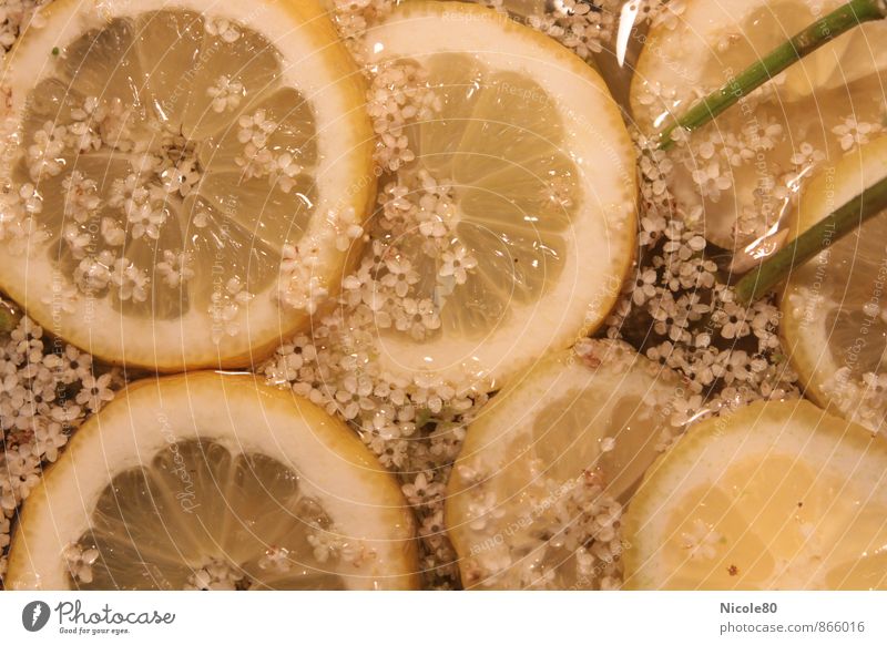 Holunderblüten mit Zitronen Erfrischungsgetränk Limonade Longdrink Cocktail sauer Sirup Hugo Farbfoto Innenaufnahme Menschenleer