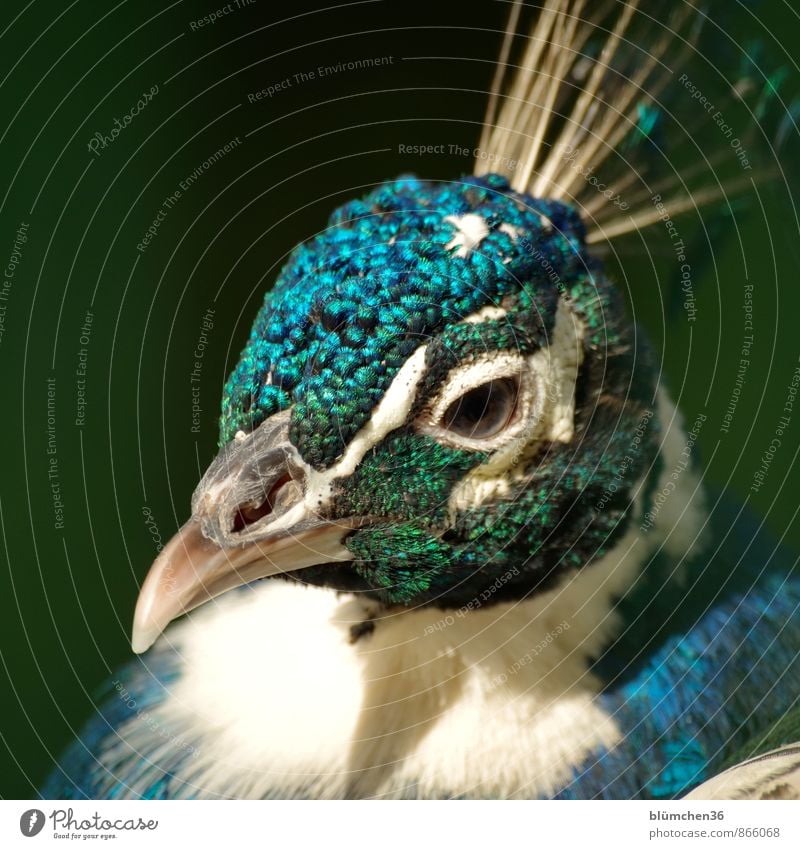 Liebe Grüße zum Geburtstag glückimwinkl! Wildtier Vogel Tiergesicht Pfau Federvieh Hühnervögel Kopf Schnabel Auge beobachten Blick ästhetisch elegant schön blau