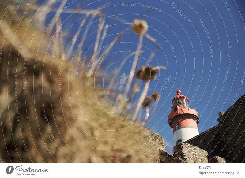 Leuchtturm Saint Mathieu, Bretagne Wolkenloser Himmel Schönes Wetter Pflanze Blume Gras Grünpflanze Meer Atlantik Kirche Ruine Mauer Wand Sehenswürdigkeit