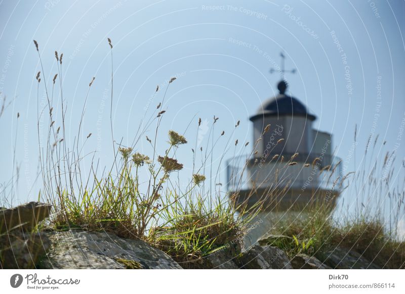 Saint Mathieus kleiner Bruder Wolkenloser Himmel Schönes Wetter Pflanze Blume Gras Grünpflanze Garten Park Wiese Küste Meer Atlantik Bretagne Finistere Ruine