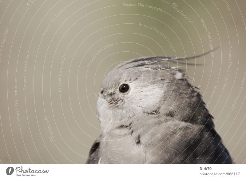 Sittich-Sitting Natur Tier Schönes Wetter Haustier Vogel Papageienvogel 1 beobachten glänzend Blick sitzen exotisch hell schön grau grün schwarz weiß