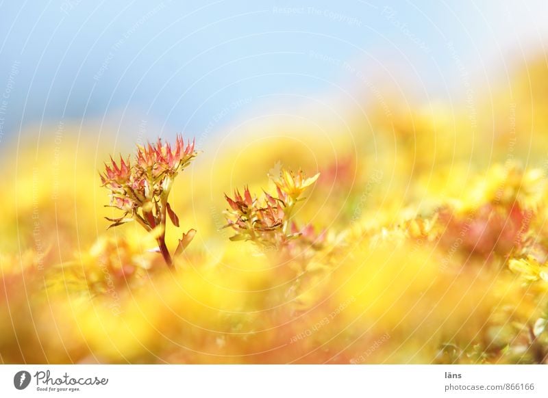 gelb ist das neue grün Natur Pflanze Himmel Sommer Blume Blüte Grünpflanze Wildpflanze Dach Blühend Wachstum blau nachhaltig Sukkulenten Serum Grünfläche