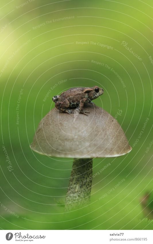 Hochsitz Natur Pflanze Tier Erde Sommer Herbst Moos Grünpflanze Wald Wildtier Frosch 1 beobachten genießen sitzen warten Ekel klein natürlich Neugier oben klug