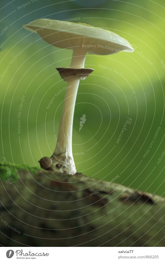 Pilz Model Umwelt Natur Pflanze Erde Sommer Herbst Moos Wildpflanze Pilzhut Wald genießen stehen Wachstum dunkel dünn einfach elegant klein lecker nah natürlich