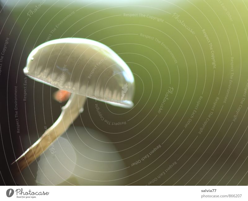 Pilz-Qualle Natur Pflanze Erde Sommer Herbst Wildpflanze Pilzhut Pilzkopf Wald Fjord Wachstum dünn Ekel klein nackt nass natürlich schleimig weich braun grau