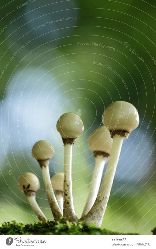 Sprösslinge... Umwelt Natur Pflanze Erde Herbst Moos Wildpflanze Pilz Wald Wachstum dünn Ekel frisch nackt schleimig Erotik weich blau grau grün weiß Team