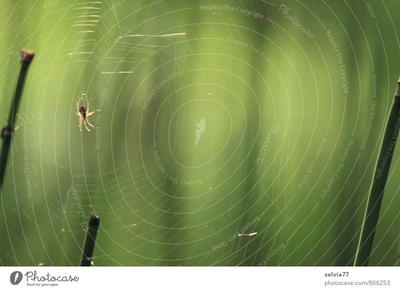 Netzwerk Natur Pflanze Tier Sommer Wald Urwald Wildtier Spinne 1 beobachten Jagd krabbeln warten Ekel exotisch gruselig klein listig natürlich grün geduldig