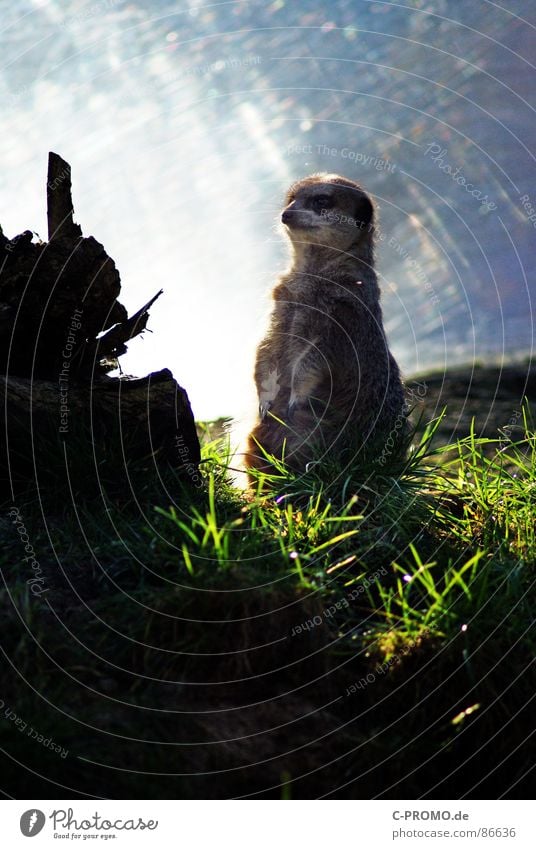 King of the Land Savanne Halbwüste Meerkatzen Erdmännchen Manguste Afrika Fell Gras Vorgesetzter Blick Zukunft Tier Säugetier Zoo Südafrika Alarm grün