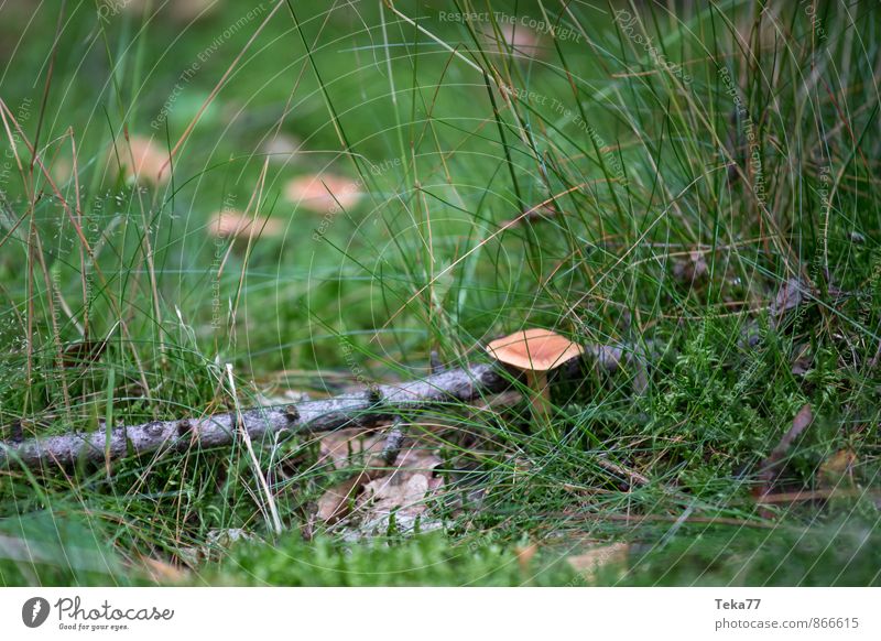 Pilzwiese Familie & Verwandtschaft Natur Pflanze Wiese Feld ästhetisch Herbst Gedeckte Farben Außenaufnahme Nahaufnahme Detailaufnahme Makroaufnahme