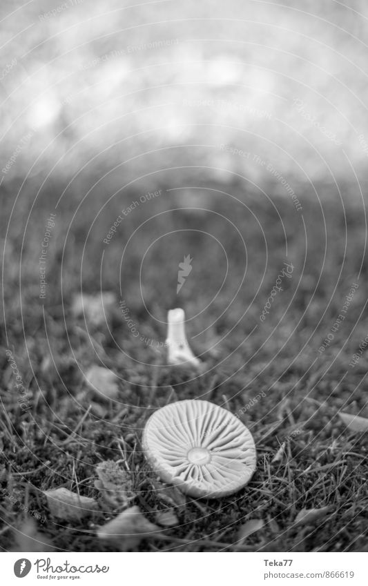 Herbst Natur Pflanze Wiese Wald sportlich authentisch außergewöhnlich Pilz Pilzhut Schwarzweißfoto herbstlich Außenaufnahme Nahaufnahme Detailaufnahme