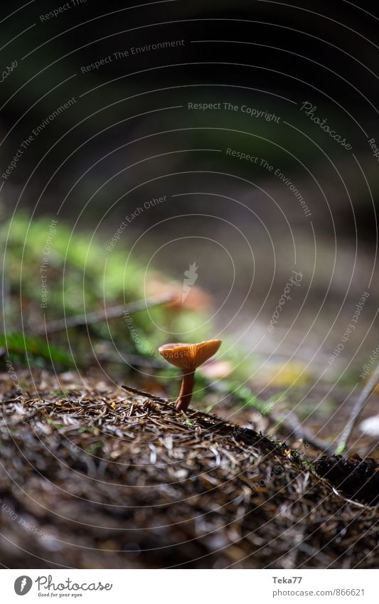 Pilzwald #4 Natur Pflanze Baum Wald ästhetisch Nadelwald Gedeckte Farben Außenaufnahme Nahaufnahme Detailaufnahme Makroaufnahme Schwache Tiefenschärfe