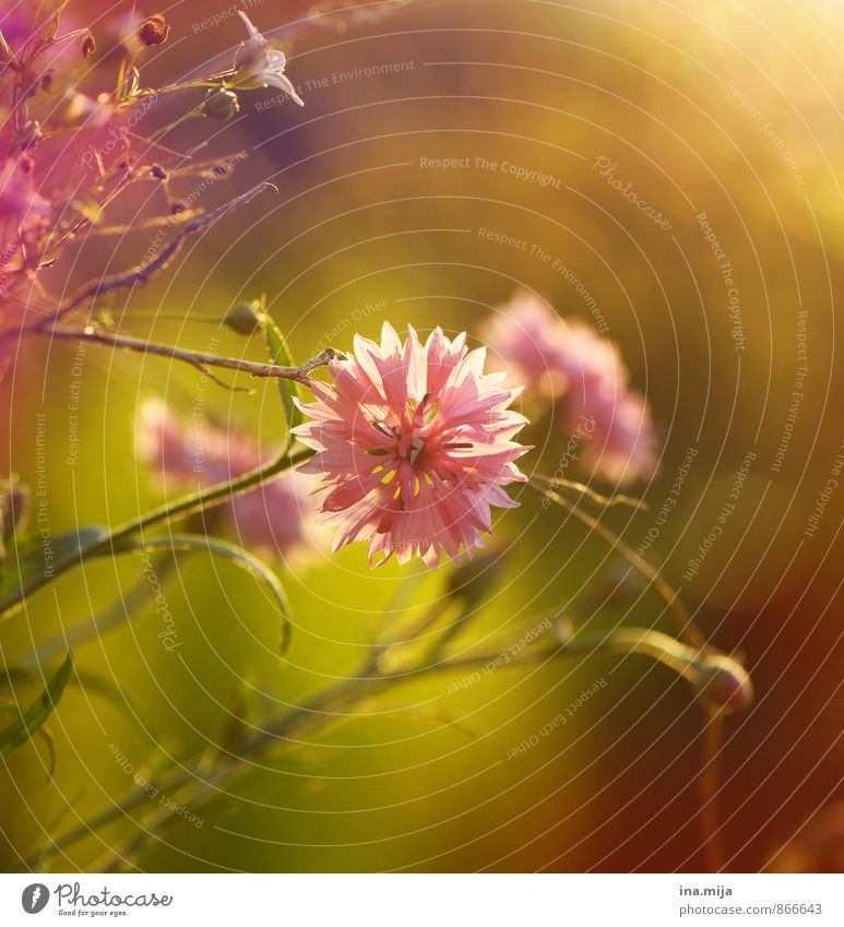 Spätsommerduft Umwelt Natur Pflanze Sommer Schönes Wetter Blume Blüte Garten Park Wiese Idylle Nostalgie stagnierend Stimmung rosa zentral Pflanzenteile