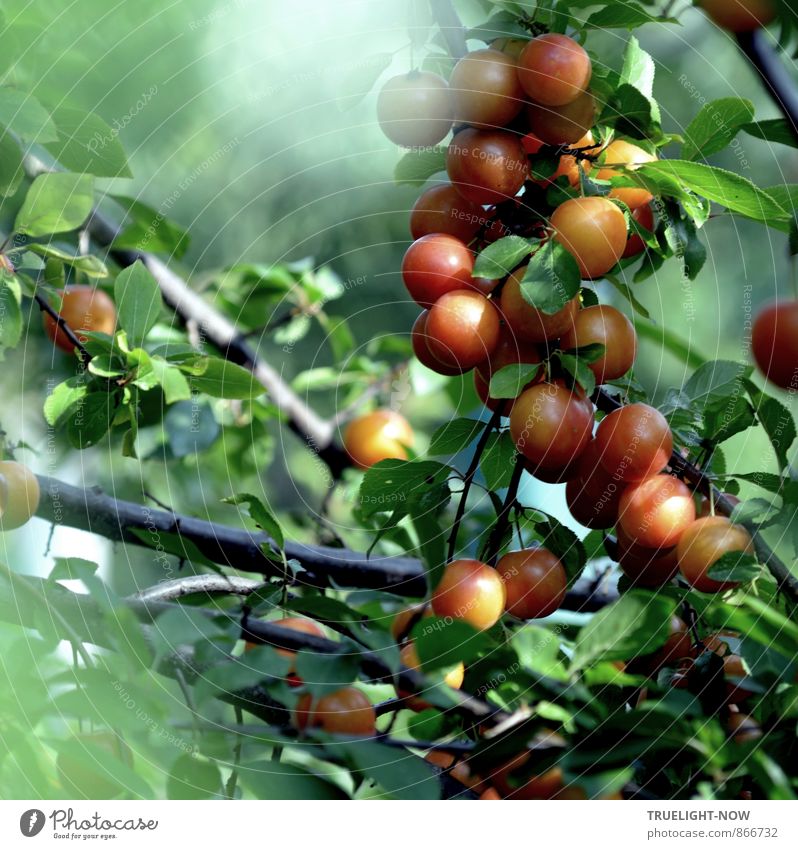 Mirabellen am Morgen Frucht Bioprodukte Natur Sommer Nebel Pflanze Baum Blatt Nutzpflanze "Obstbaum Mirabellenbaum" Ast Garten frisch Gesundheit gut lecker